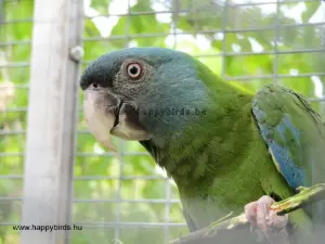 Primolius Primolius couloni – Blue-headed Macaw Care and Overview | HappyBirds.hu