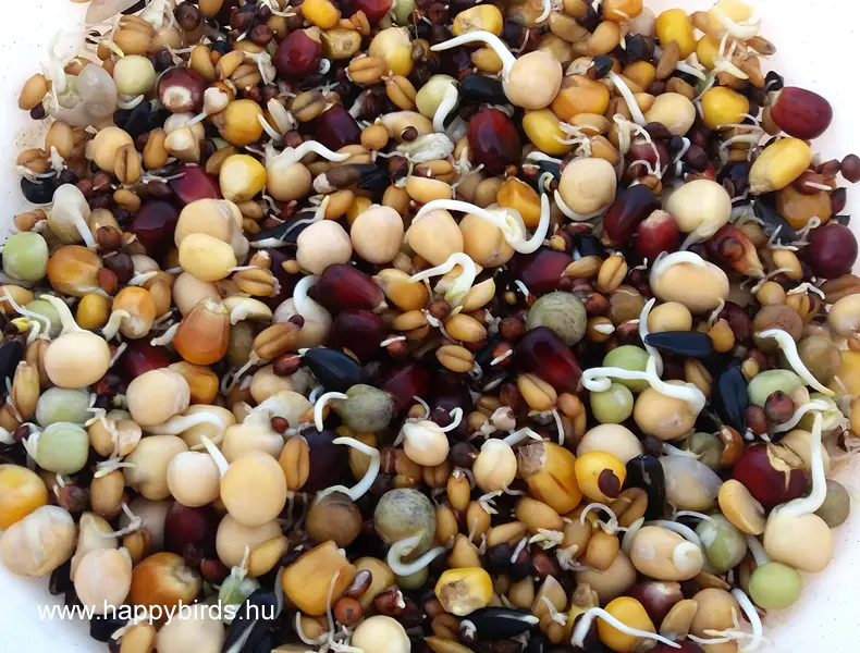 Sprouted Parrot Seed Mix