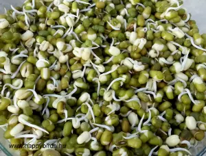 Sprouted Mung Beans