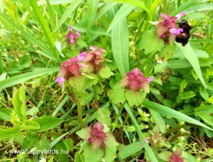 Dead-nettle (Lamium spp.)