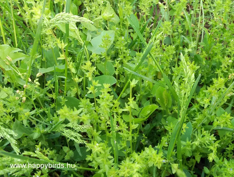 Toxic Plant for Parrots: Ivy-leaved Speedwell (Veronica hederifolia)