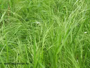Grass Seed Head