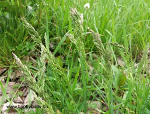 Grass Seed Head