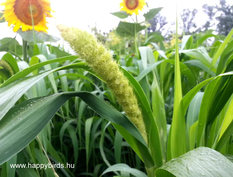 How to Grow Millet for Parrots