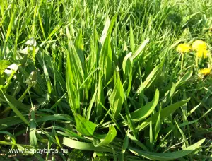 Ribwort Plantain (Plantago lanceolata)