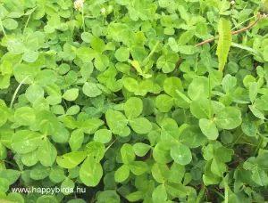 Clover (Trifolium spp.)