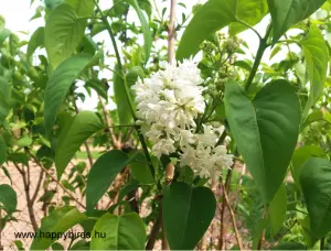 Lilac (Syringa vulgaris)