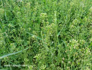 Shepherd’s Purse (Capsella bursa-pastoris)