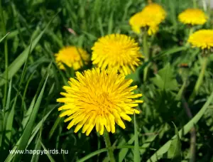 Dandelion (Taraxacum officinale)