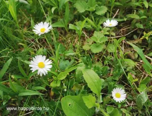 Daisy (Bellis perennis)